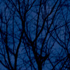 Louise Dudis, Tree 2, 2009